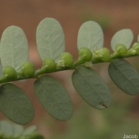 Phyllanthus amarus Schumach. & Thonn.